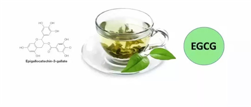 绿茶与EGCG